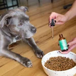 Benefits, dosage, and safety—the Ultimate Guide to CBD Oil for Dogs